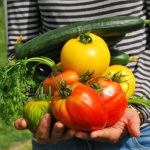 legumes du potager