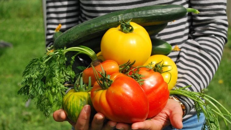 legumes du potager