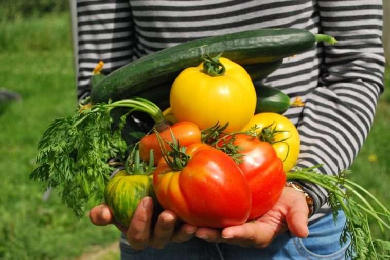 legumes du potager