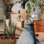 À quelle fréquence dois-je arroser mes palmiers ?