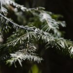 Cyprès en pot.  Méthodes de soins et d'élevage