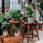 Fleurs d'intérieur qui aiment les endroits sombres