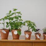 Fleurs en pot fleuries.  Types et soins