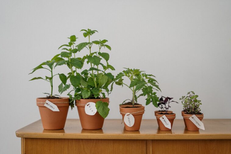 Fleurs en pot fleuries.  Types et soins