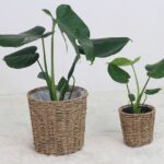 Grandes fleurs en pot pour la maison