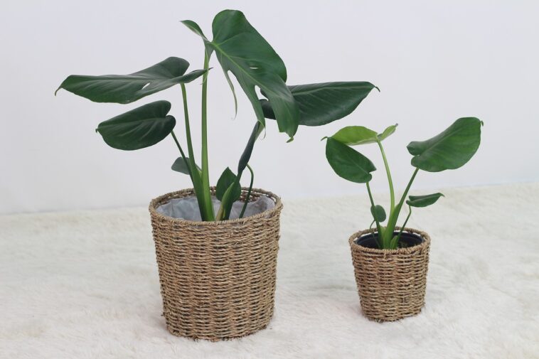 Grandes fleurs en pot pour la maison