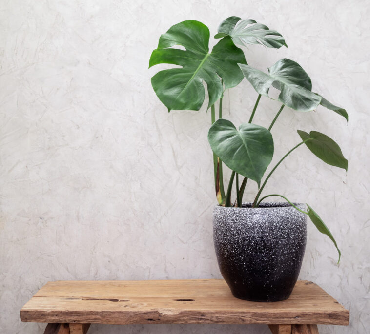 Fleurs artificielles en pot.  Frapper ou mastiquer ?