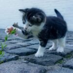 Les plantes sont toxiques pour les chats - vérifiez !