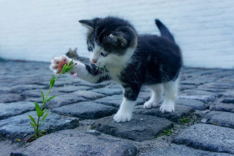 Les plantes sont toxiques pour les chats - vérifiez !