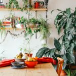 Grandes plantes ornementales pour la maison – les spécimens les plus durs