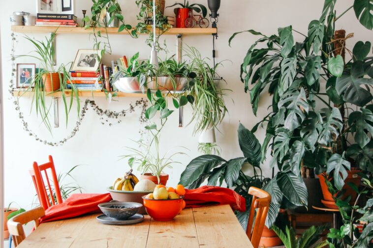 Grandes plantes ornementales pour la maison – les spécimens les plus durs