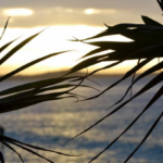 Comment les stores Sunshine Coast peuvent transformer votre maison